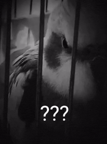 Pet Parrot GIF