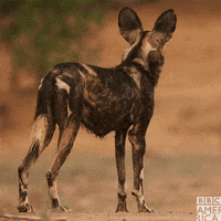 searching wet dog GIF by BBC America