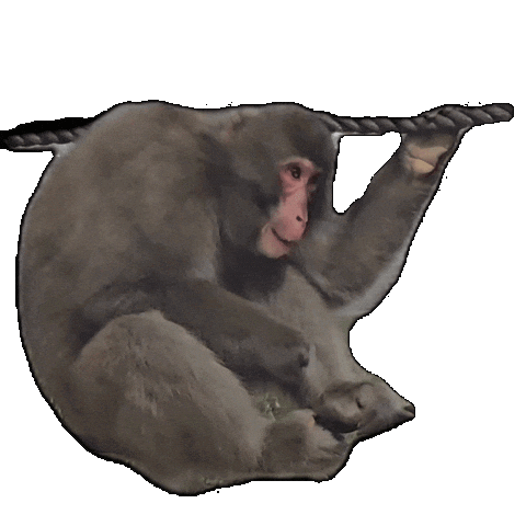 Monkey Macaque Sticker