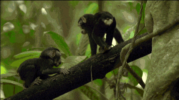 Pbs Nature Aww GIF by Nature on PBS