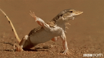 Feet Heat GIF