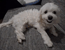 White Dog Skull GIF