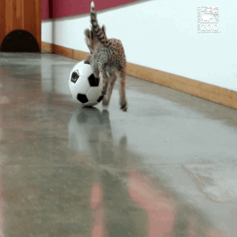 Cat Soccer GIF by Cincinnati Zoo