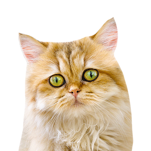 catandcook Sticker
