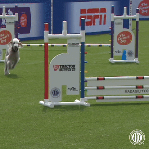 Espn Jump GIF by American Kennel Club