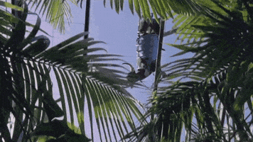 Hungry Jurassic Park GIF