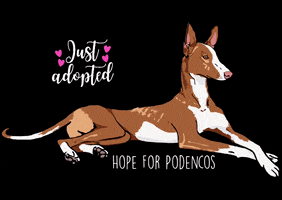 Hope For Podencos GIF