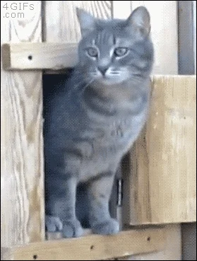 animated cats GIF