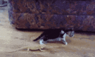 Lyon. Les retrouvailles miraculeuses de Minou et sa famille après une fugue de cinq ans 200.gif?cid=374ca936ypt42ip7qsj8mc2fwc6l4rhm8dbmipwfgs9mrin9&rid=200