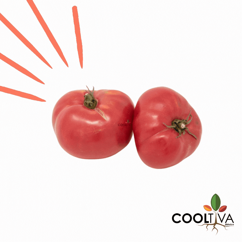 Cooltiva México GIF