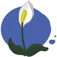 Peace Lily Plant GIF by dasherzallerliebste
