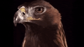 Bird GIF