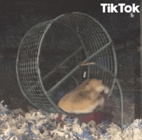 Hamster Wheel GIF by TikTok