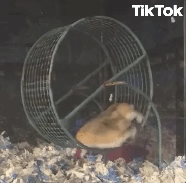 Hamster GIF by TikTok