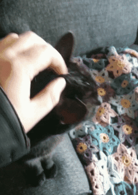 Black Cat Cats GIF