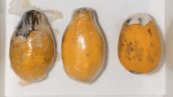 nanoxclean papaya nanotechnology ufscar plug and play GIF