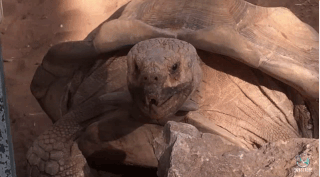 tortoise wow GIF