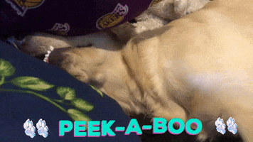 I See You Dog GIF by Super Chill Paws