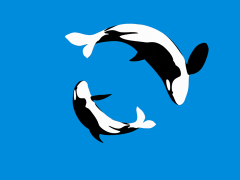killer whale swimming GIF