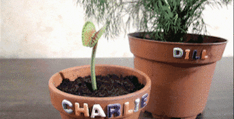 dill with it gif