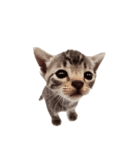 Cat Crying Sticker