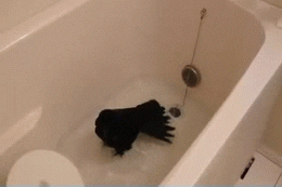 crow