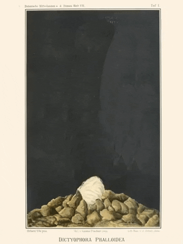 The Last Of Us Mushroom GIF by Barbara Pozzi