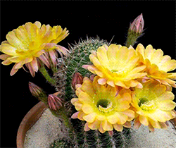 cacti flower timelapse