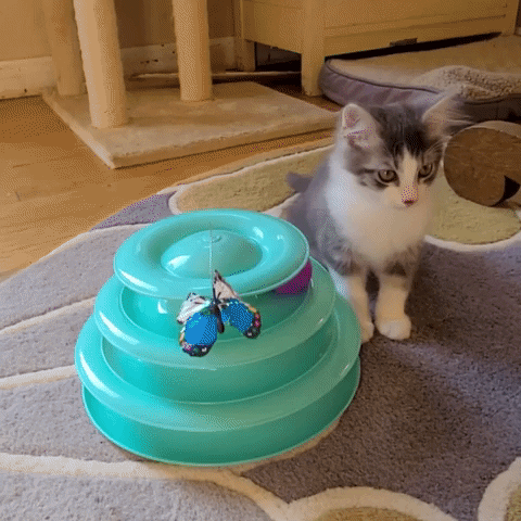 wolftrapanimalrescue cats kitten pets animal rescue GIF