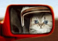 scared cat GIF