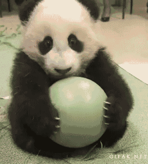 baby panda