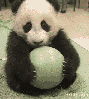 don't want to share baby panda GIF