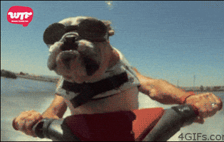 Playa Papa GIF