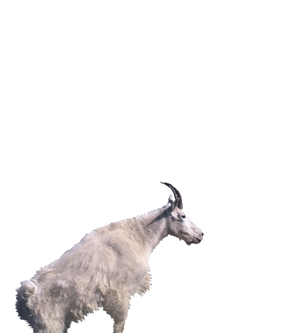 Mountain Goat Sticker by Idaho Fish and Game