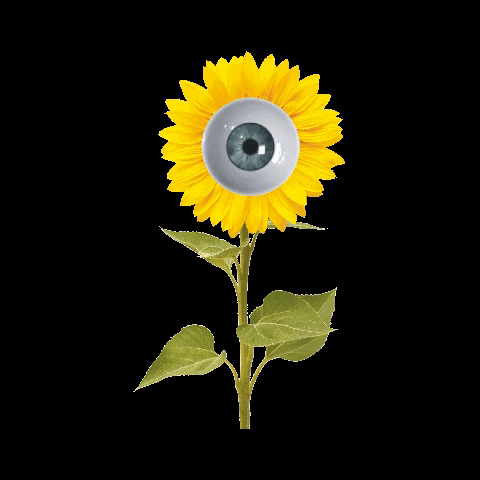 anamariarojasl flower yellow eye eyeball GIF