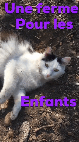 Chat Condamine GIF