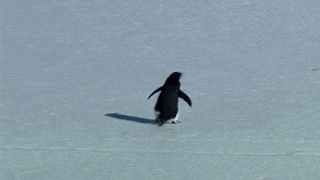 Image result for penguin waddling gif