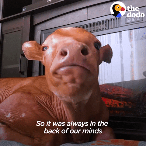 Pig Cow GIF by The Dodo