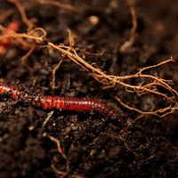 United Nations Soil GIF by FAO