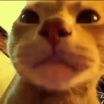 Caramelldansen Cat GIF