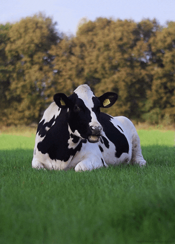 Cow Cattle GIF - Find & Share on GIPHY