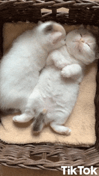 Trop Drole Gifs Get The Best Gif On Giphy