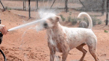 bestfriends funny dog cool summer GIF