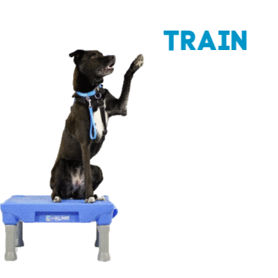 Dog Trainer Train GIF by Blue9PetProducts