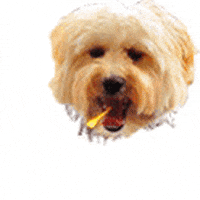 Save the Student GIF