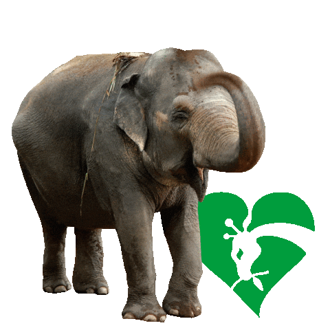 Elephant Zoo Sticker by Bioparco di Roma