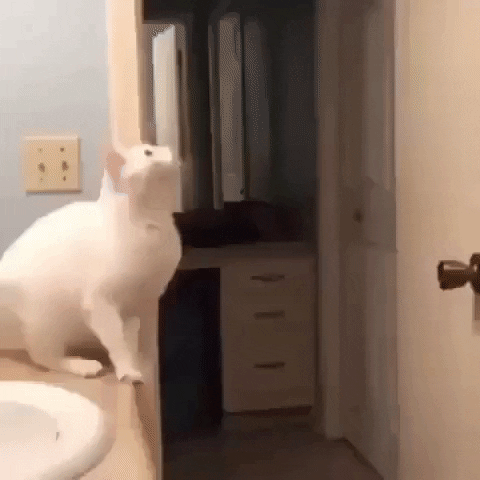 Video gif. White cat looks up and scurries side to side on a bathroom counter, assessing how to land a jump, then makes a very weak jump, falling to the floor.