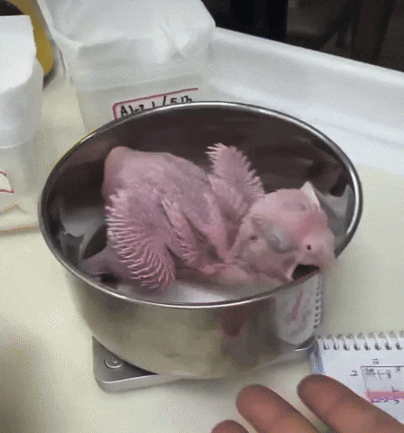 Baby Bird GIF