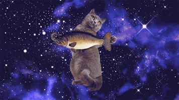 johnbeckers cat space pizza cats GIF