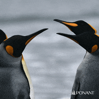 penguin slap gif